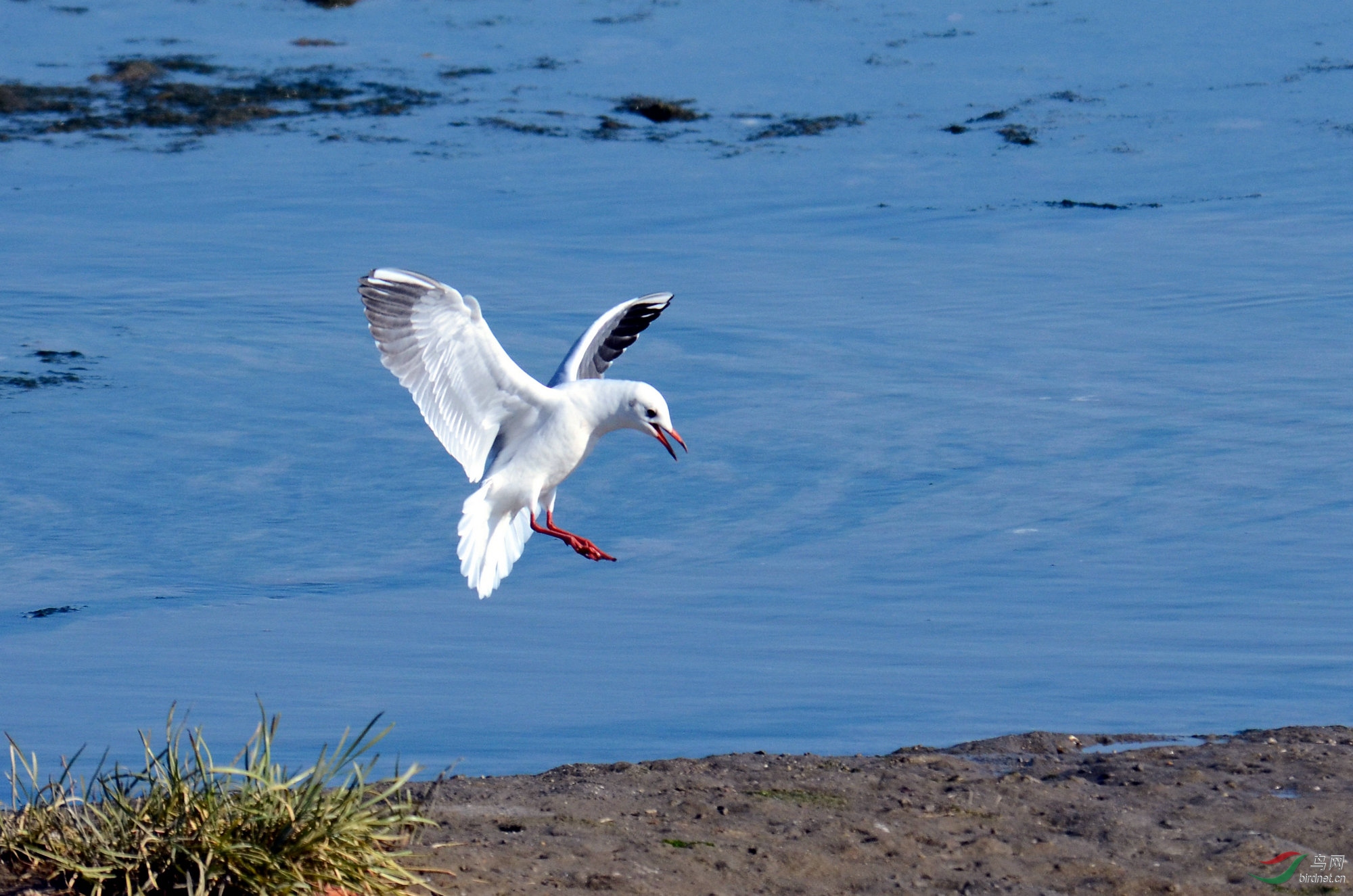 DSC_6533.JPG