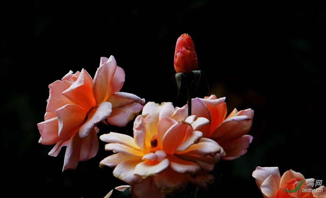 DSC09669.JPG