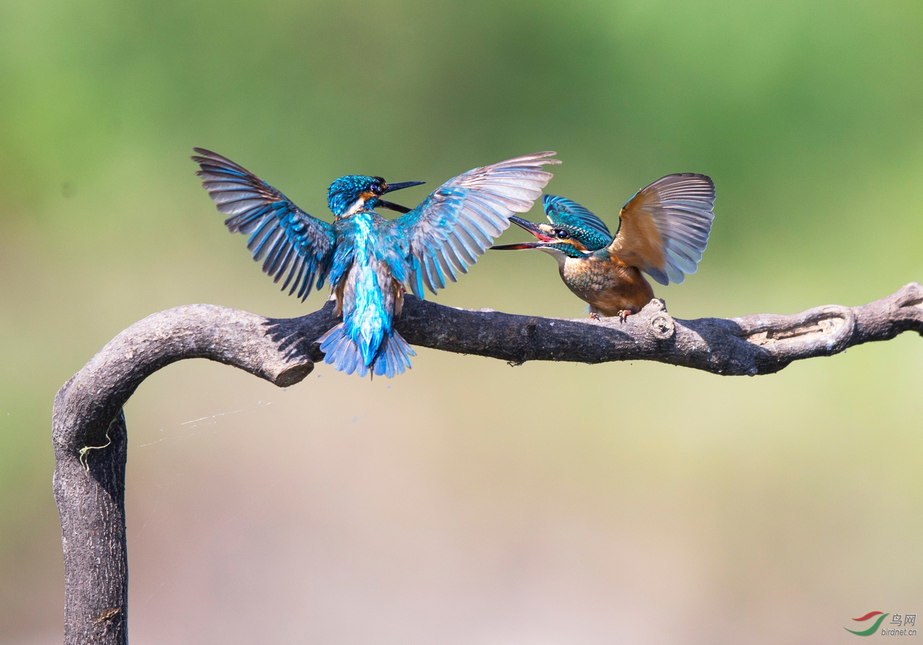 BW4Q5958 - ���� - ����.jpg