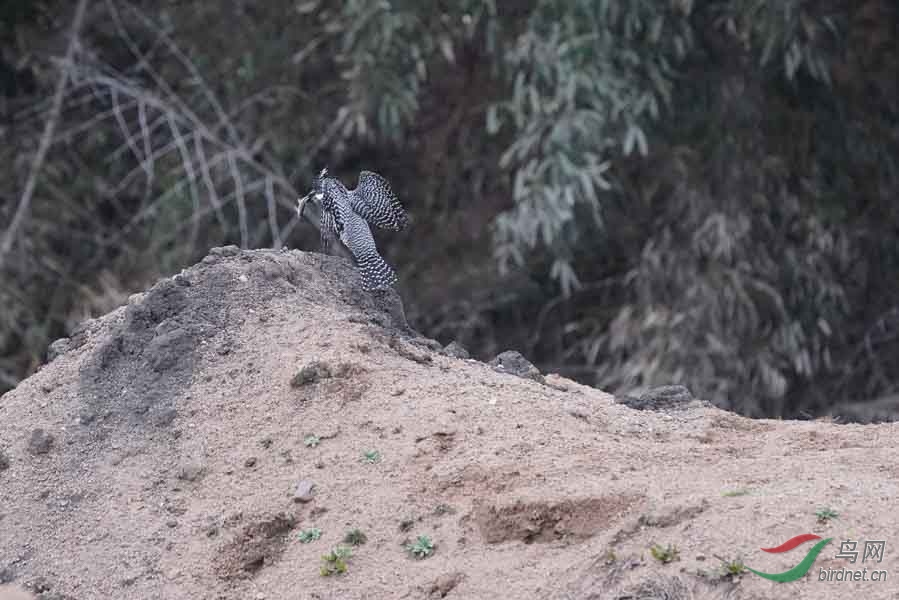 20180224-DSC01040-86.JPG