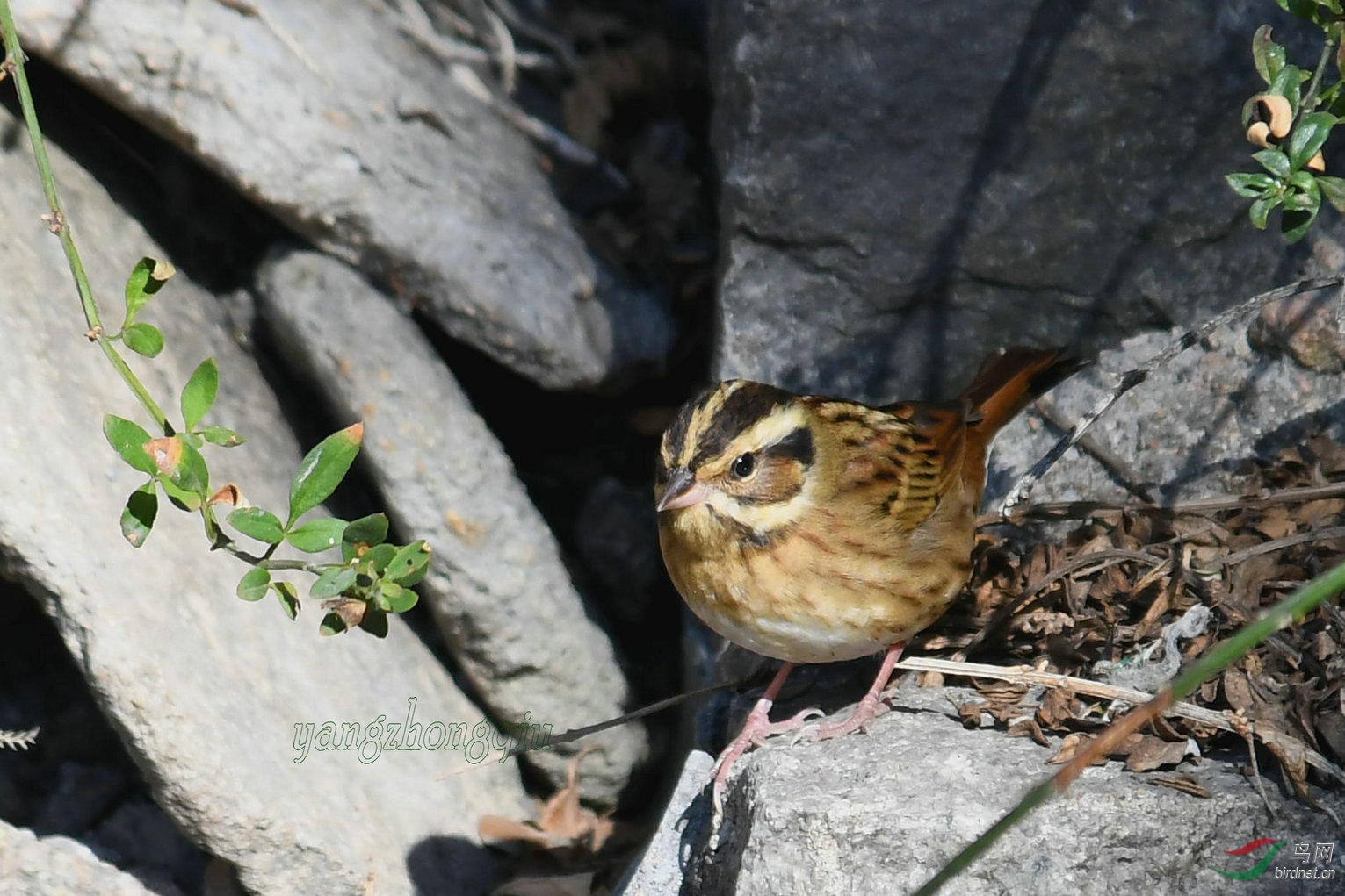 DSC_8487_副本.jpg