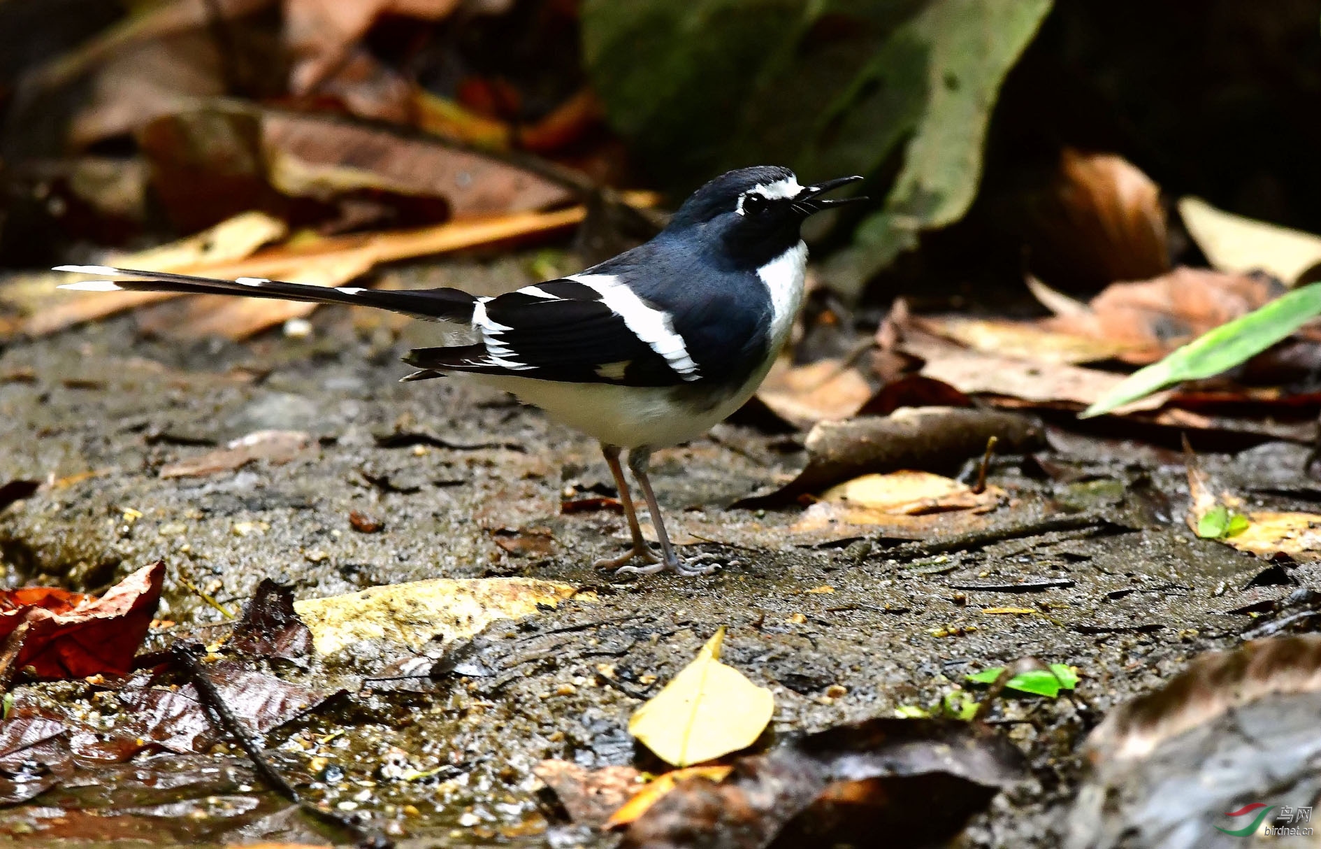 DSC_1419_����.jpg