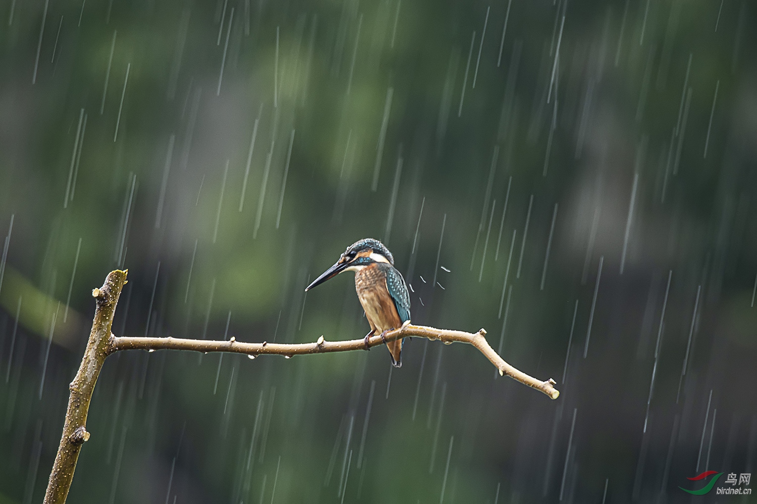 雨中飞鸟图片大全图片