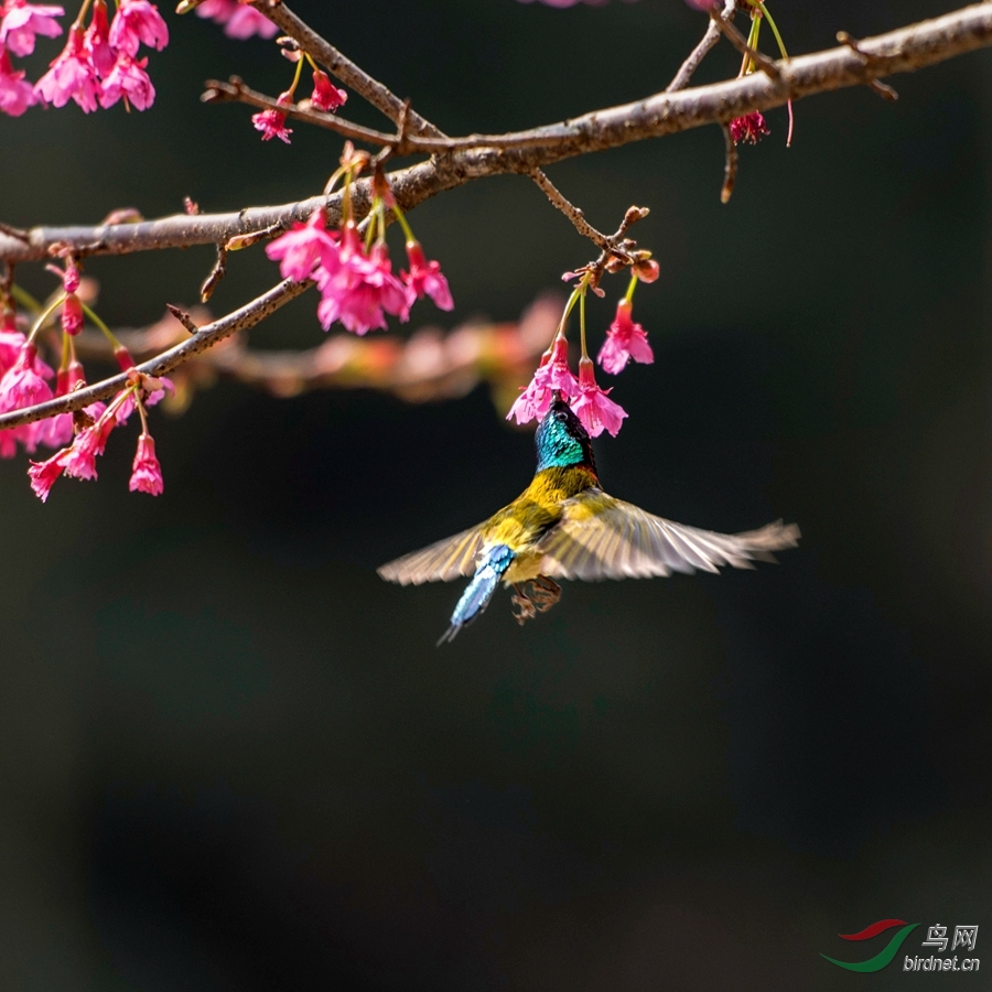 �������¼��  ӭ��ʹ�� ���ա�4-2��  ��Ӣ��  ���ڸ��ݰ�һˮ�� 2016.03.01 13799404389.jpg