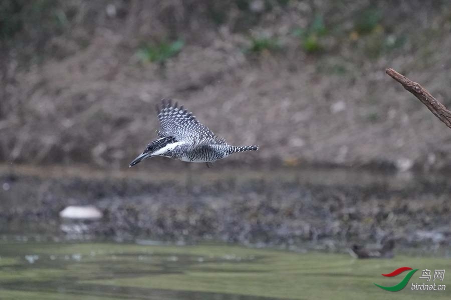 20180224-DSC00956-2 - ����.JPG