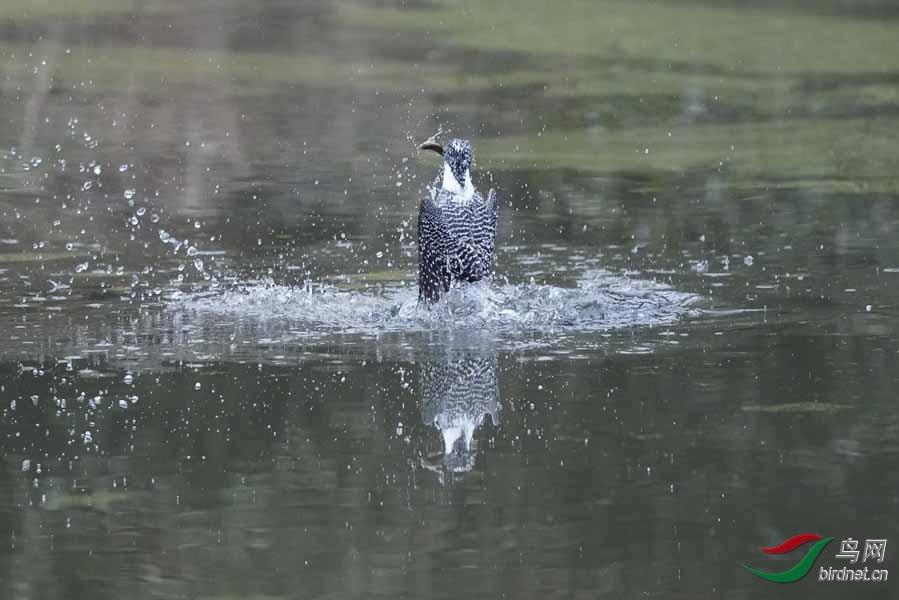 20180224-DSC00973-19.JPG