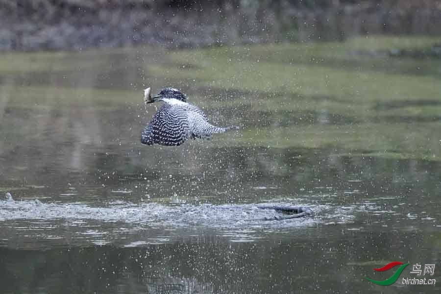 20180224-DSC00978-24 - ����.JPG