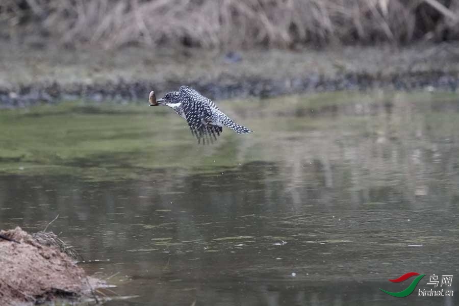 20180224-DSC00997-43 - ����.JPG