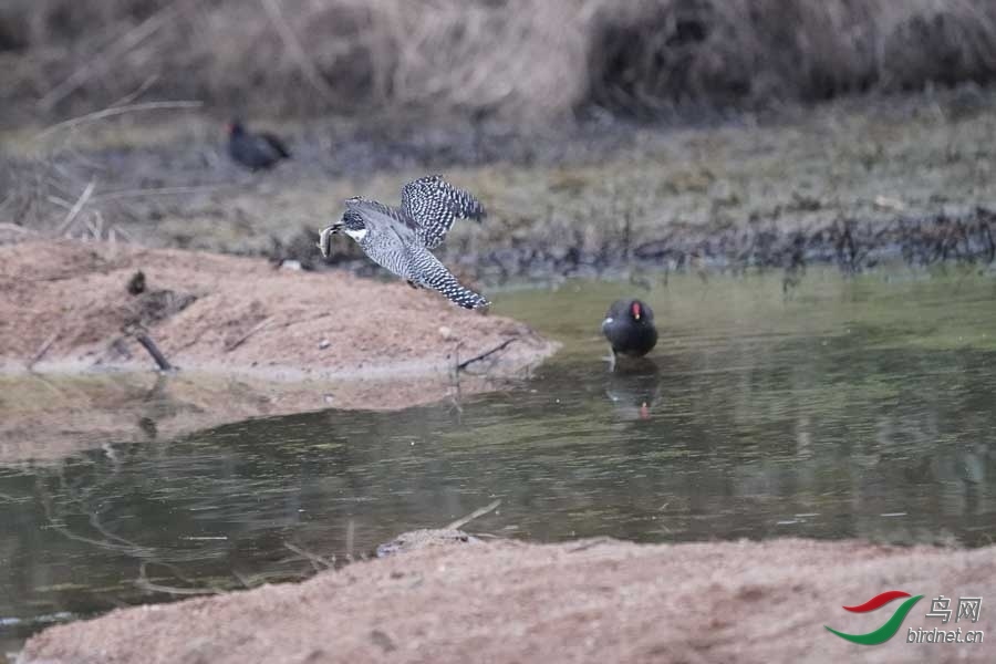 20180224-DSC01009-55 - ����.JPG