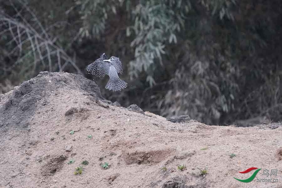 20180224-DSC01037-83 - ����.JPG