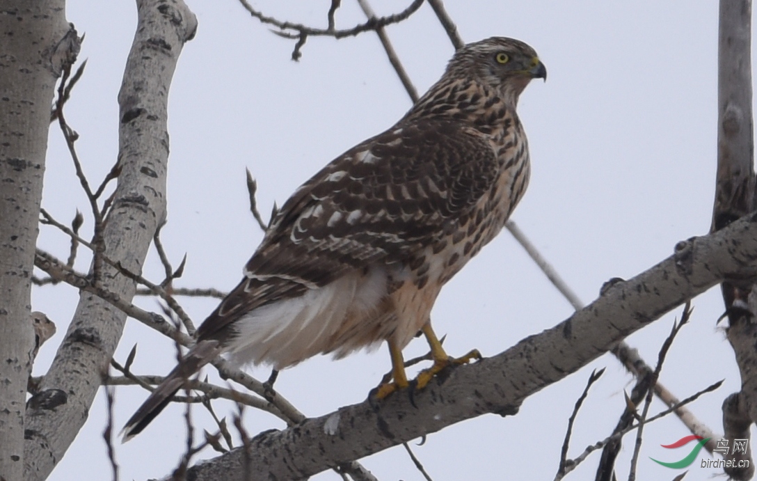 DSC_4633.jpg