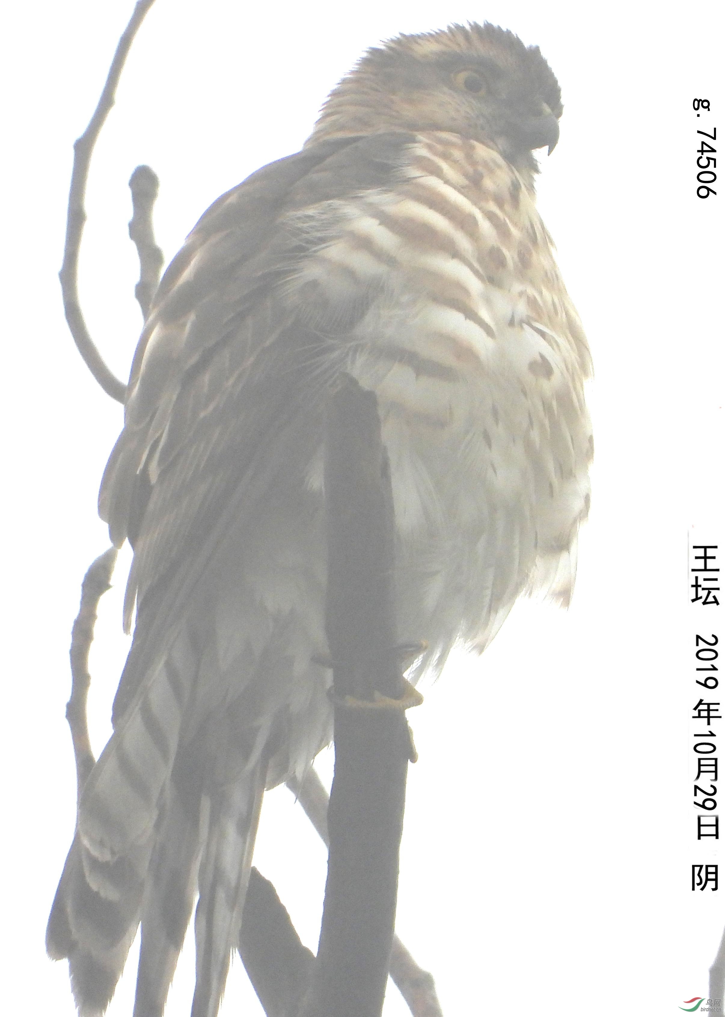g.74506aaԻ����ȸӥ_����.jpg
