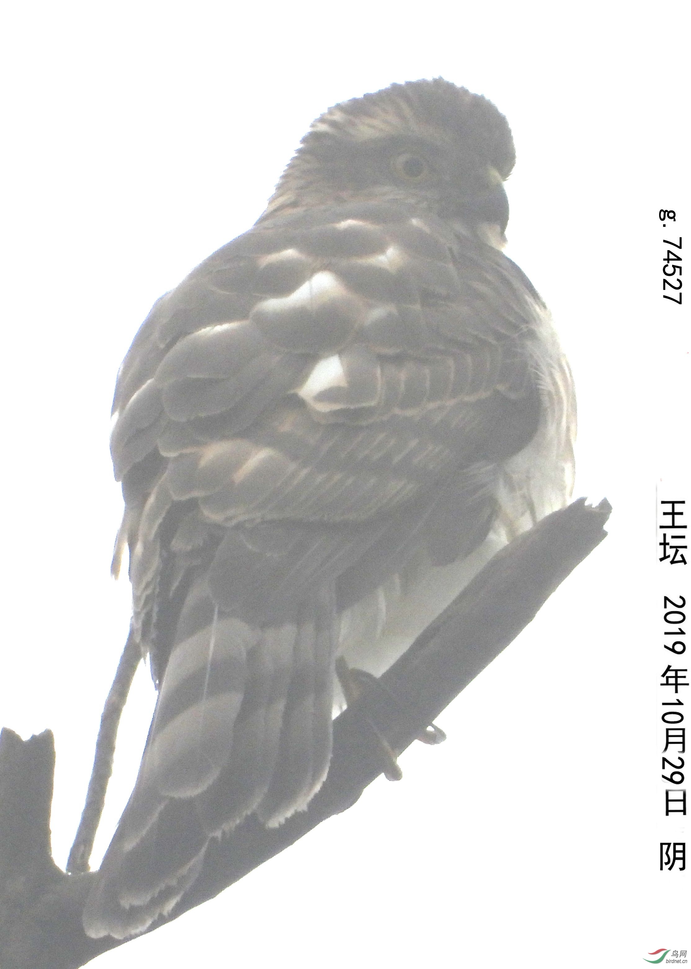 g.74527aa Ի����ȸӥ_����.jpg