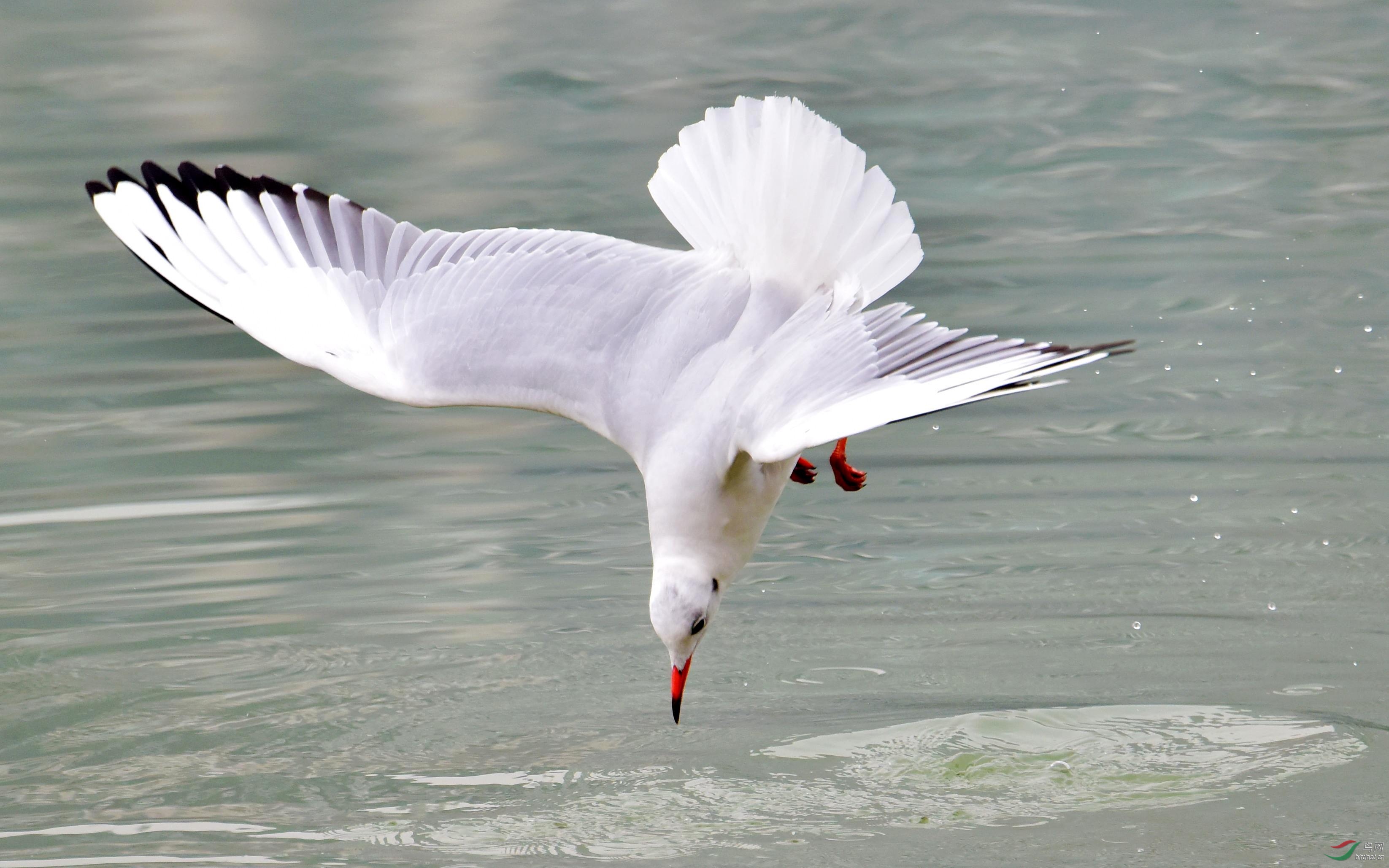 DSC_9110_conew3.jpg