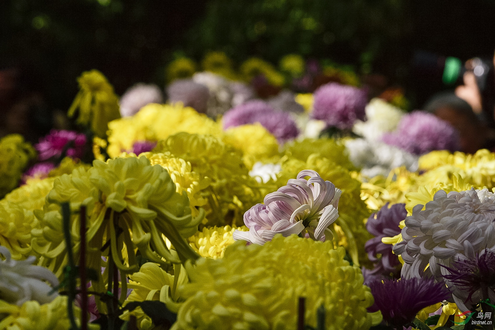 _D4S2911_11502a.jpg