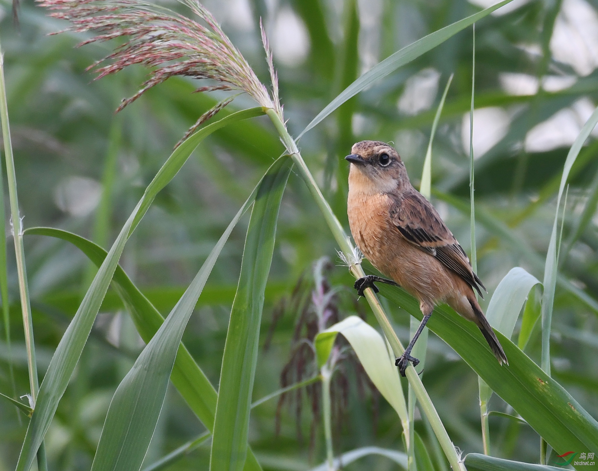 ������Ӱ 977����.jpg