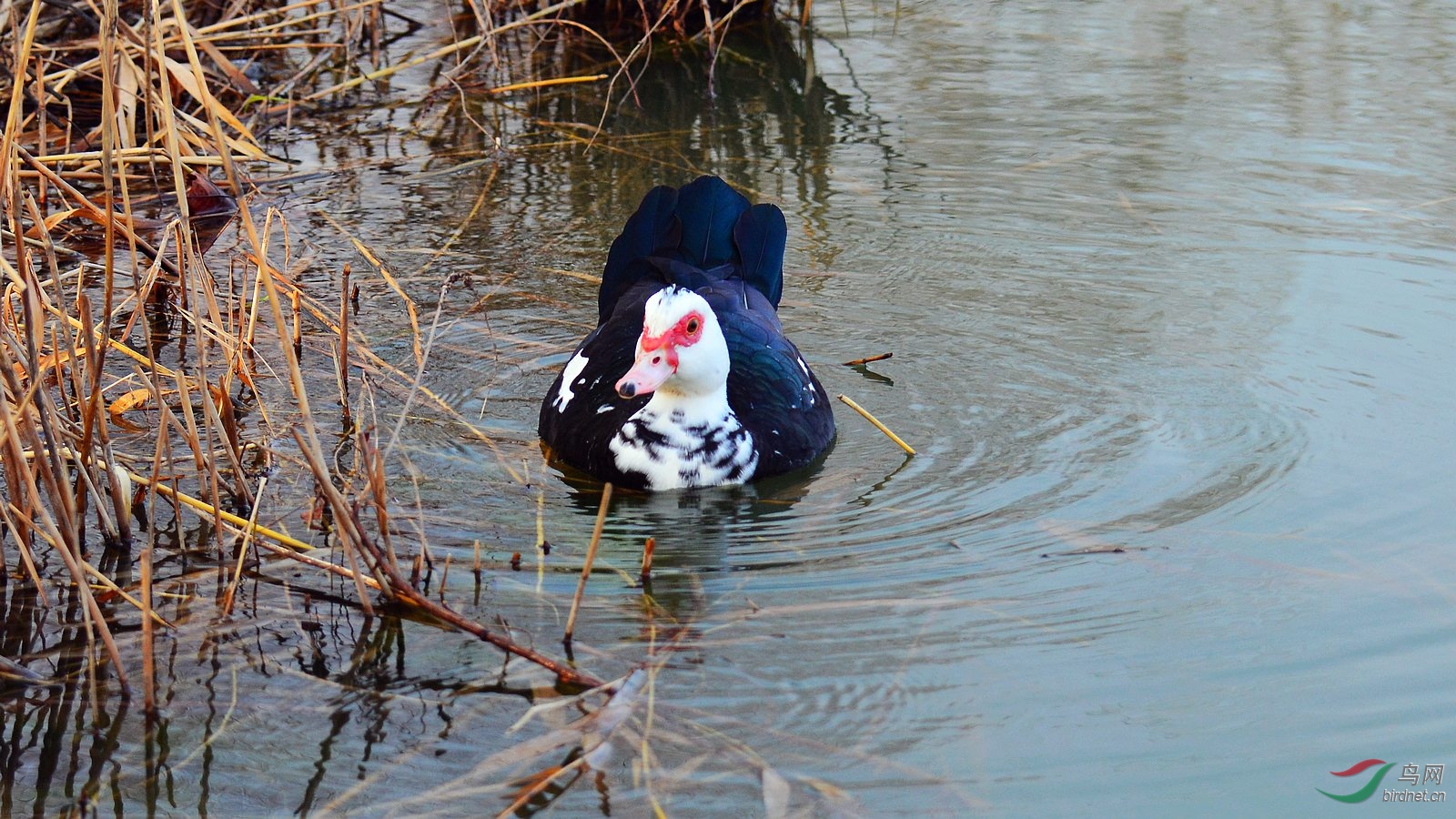 DSC_4213.JPG