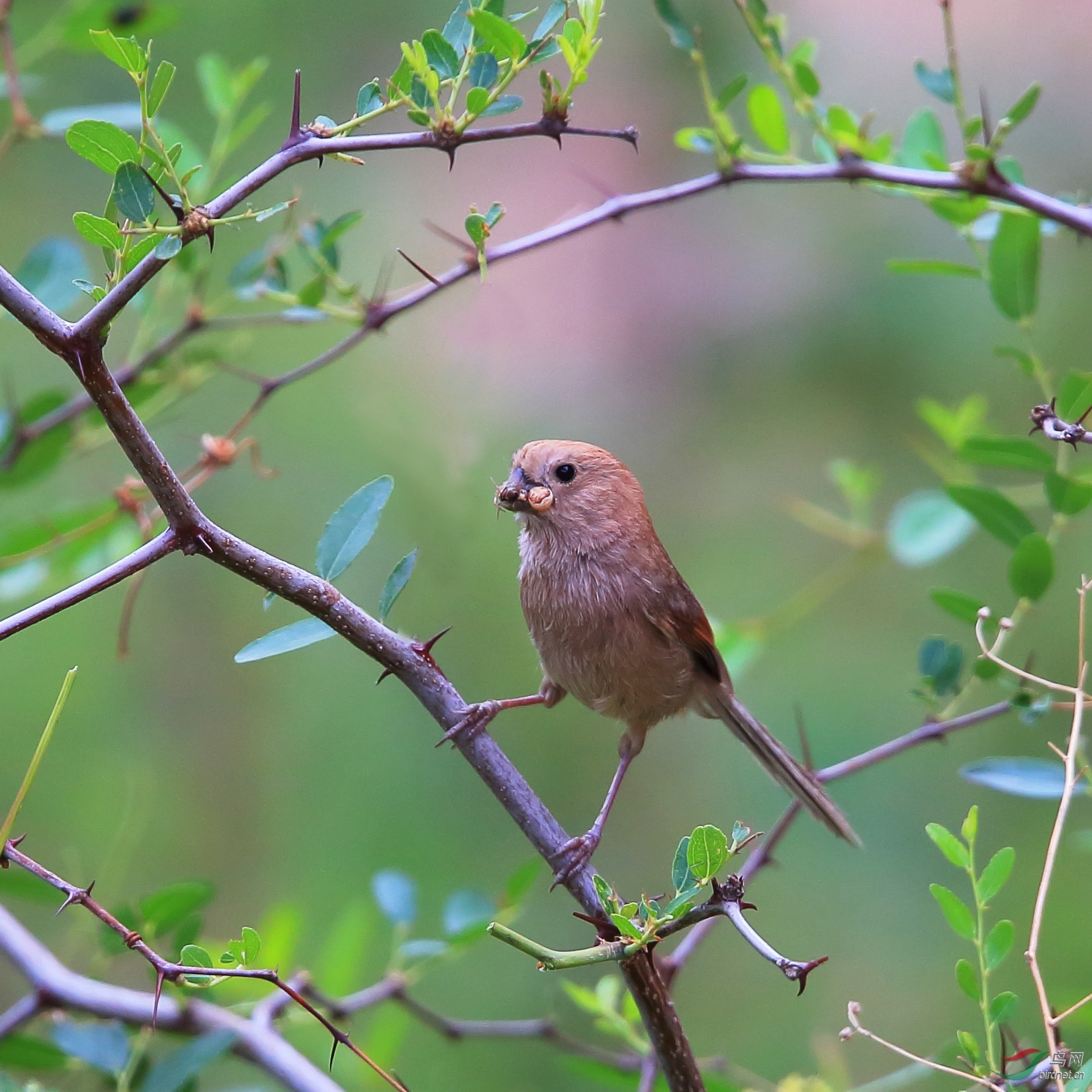 野味(棕头鸦雀)