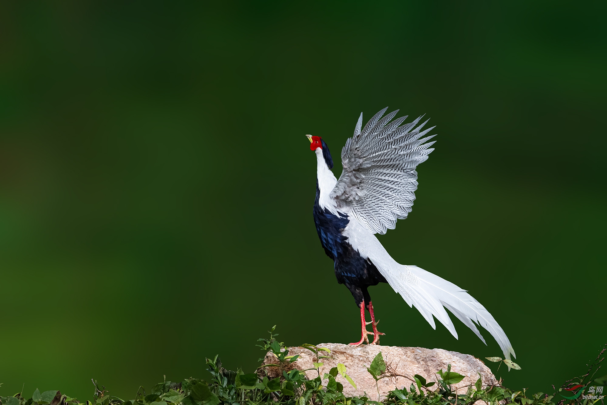 _50Y0783-2.jpg