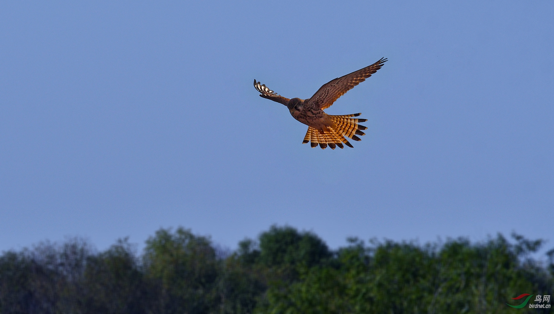 DSC_6087_����.jpg
