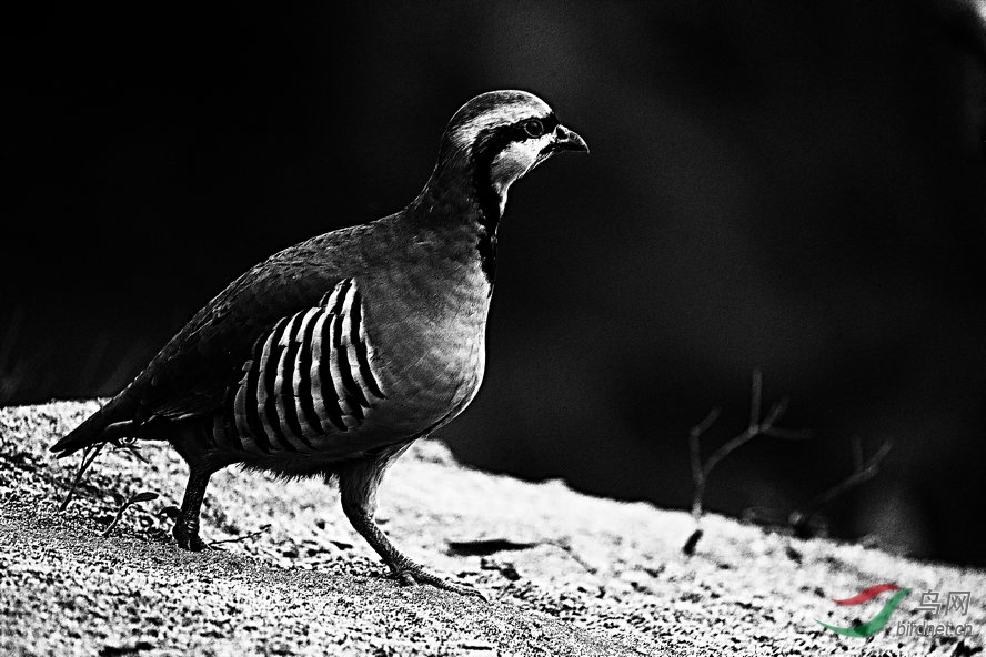 BW6I4349_����_����1_����.jpg