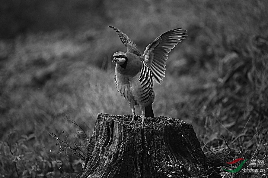 BW6I4265_����_����1_����.jpg