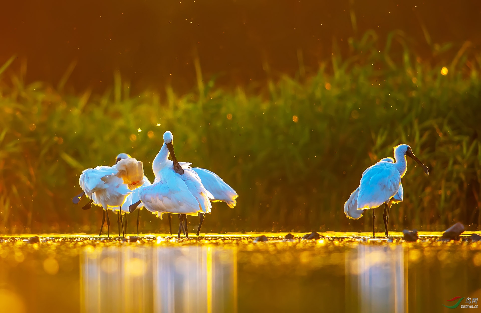 DSC_0017q 1����.jpg