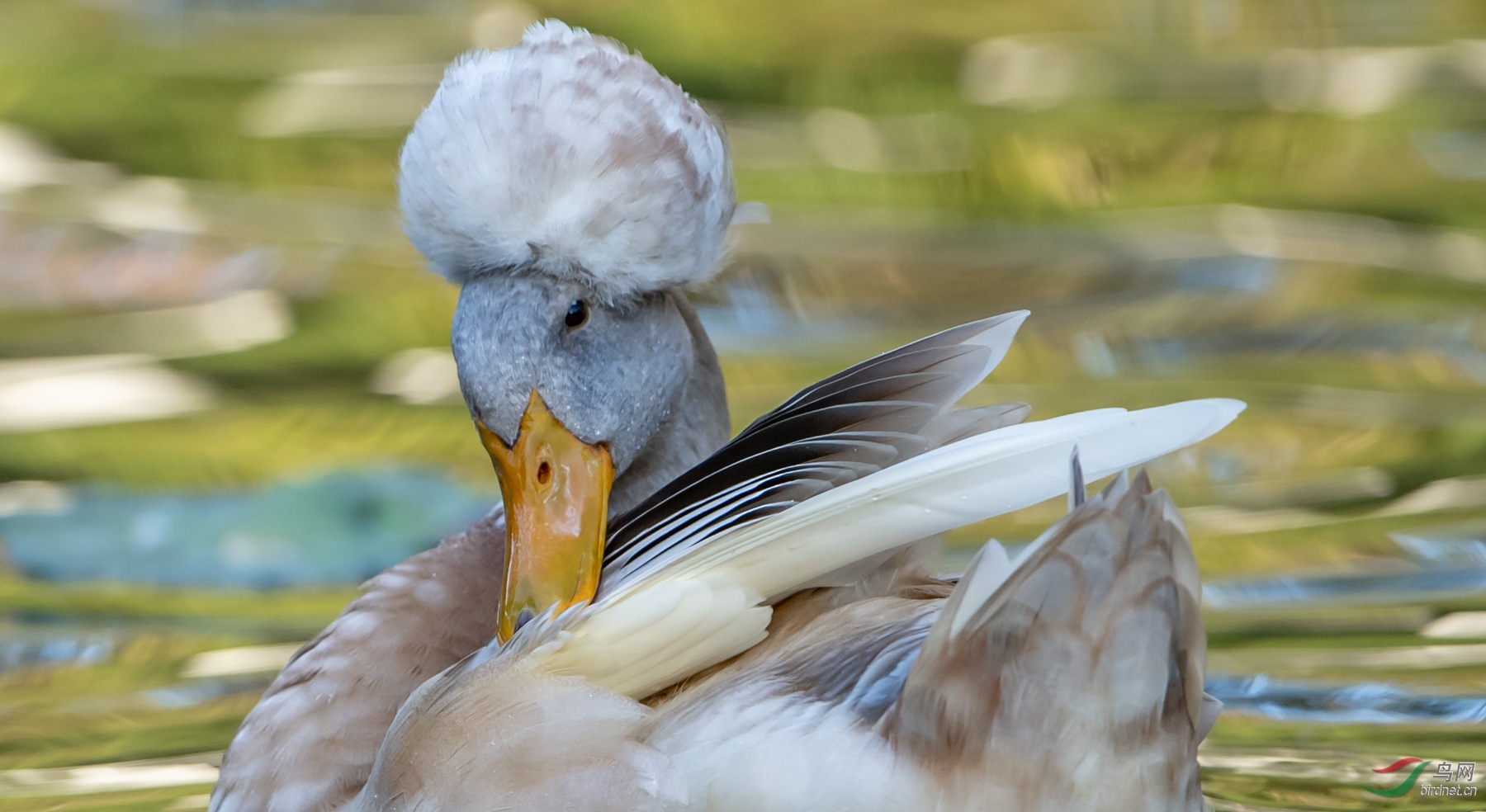 凤头鸭与康熙帝的轶事