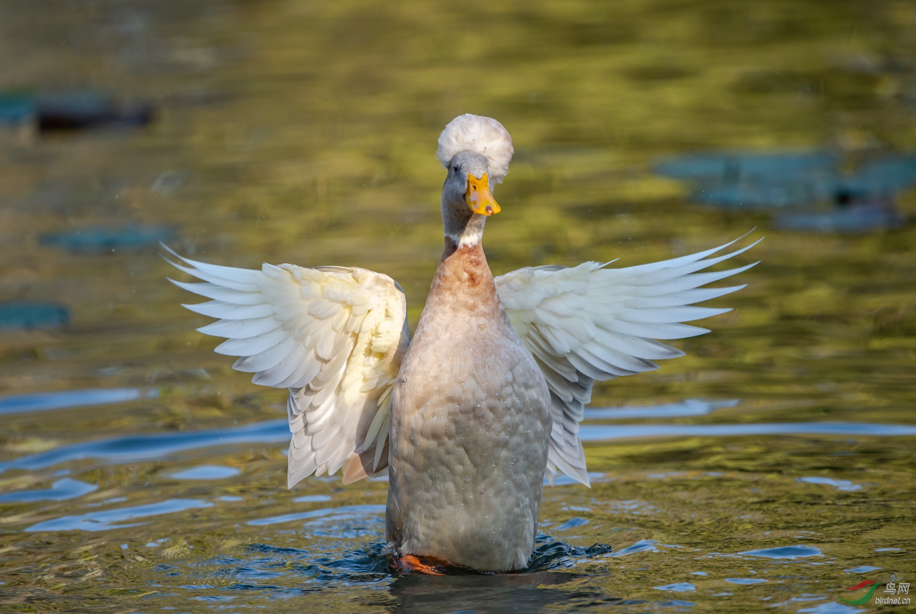 凤头鸭与康熙帝的轶事