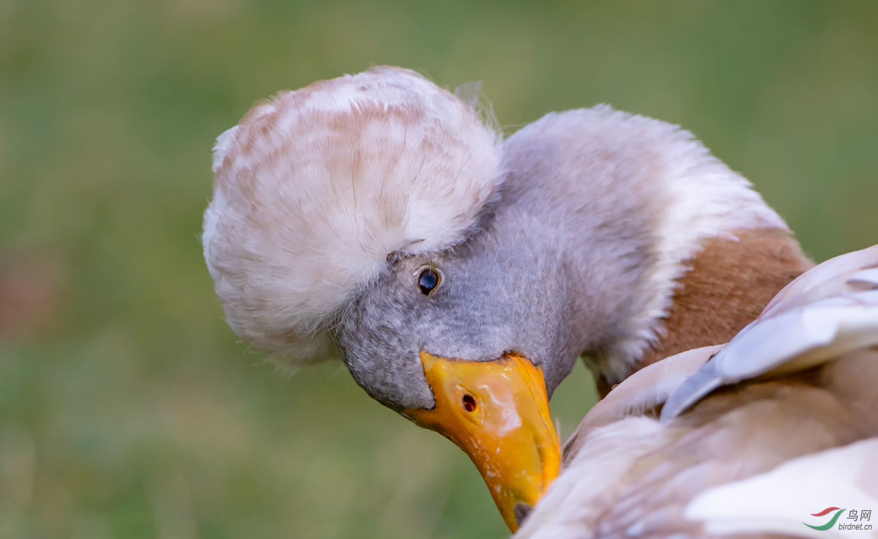 凤头鸭与康熙帝的轶事