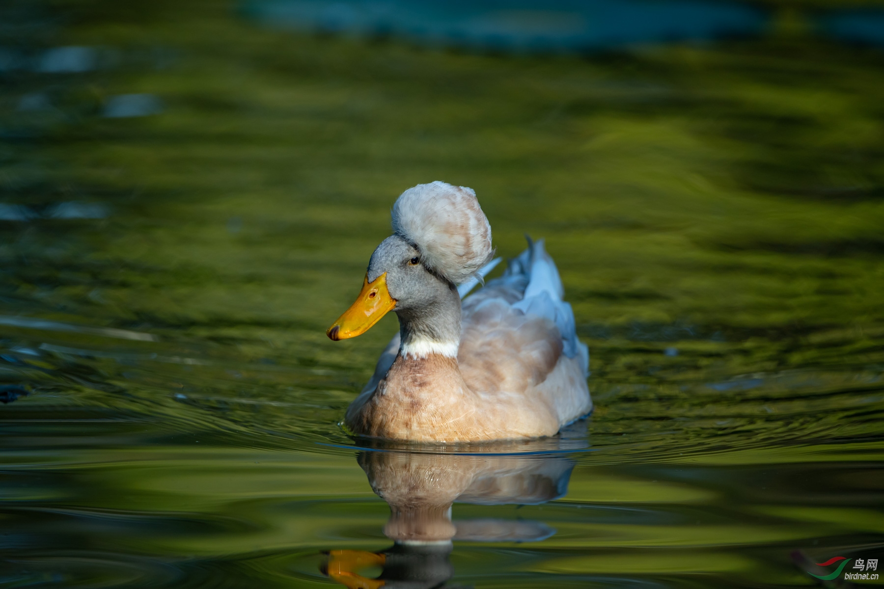 凤头鸭与康熙帝的轶事
