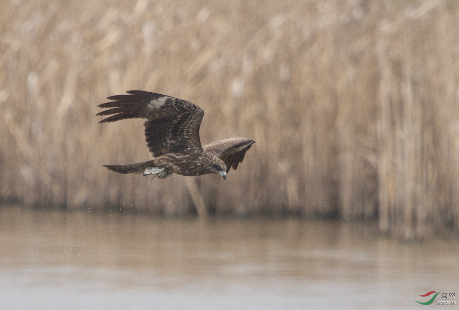 D4S_0564.jpg