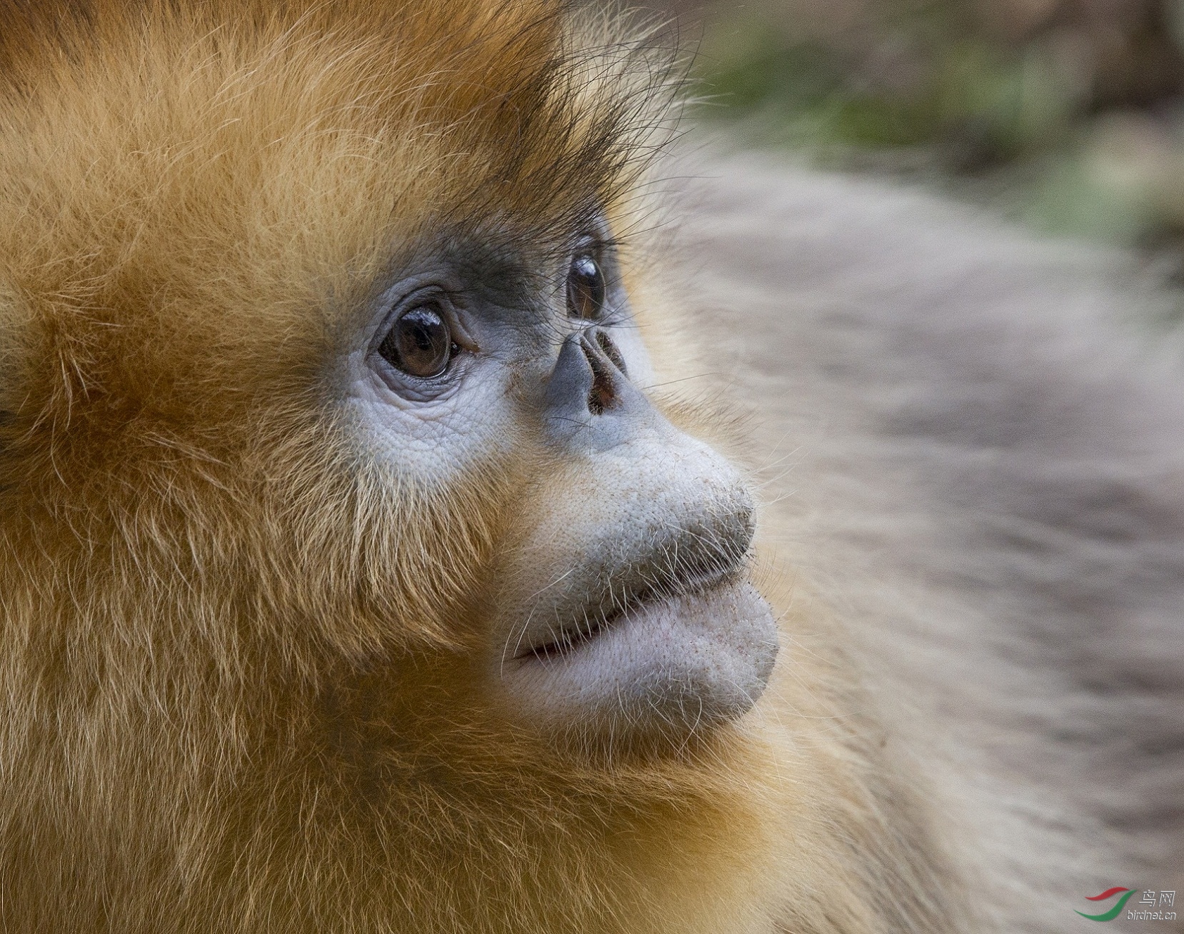 金丝猴独特的小翘鼻!
