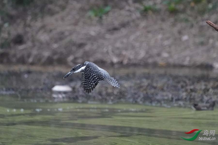 20180224-DSC00957-3 - ����.JPG