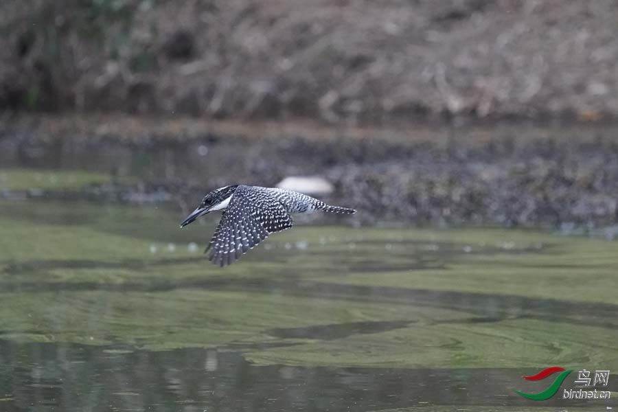 20180224-DSC00959-5 - ����.JPG