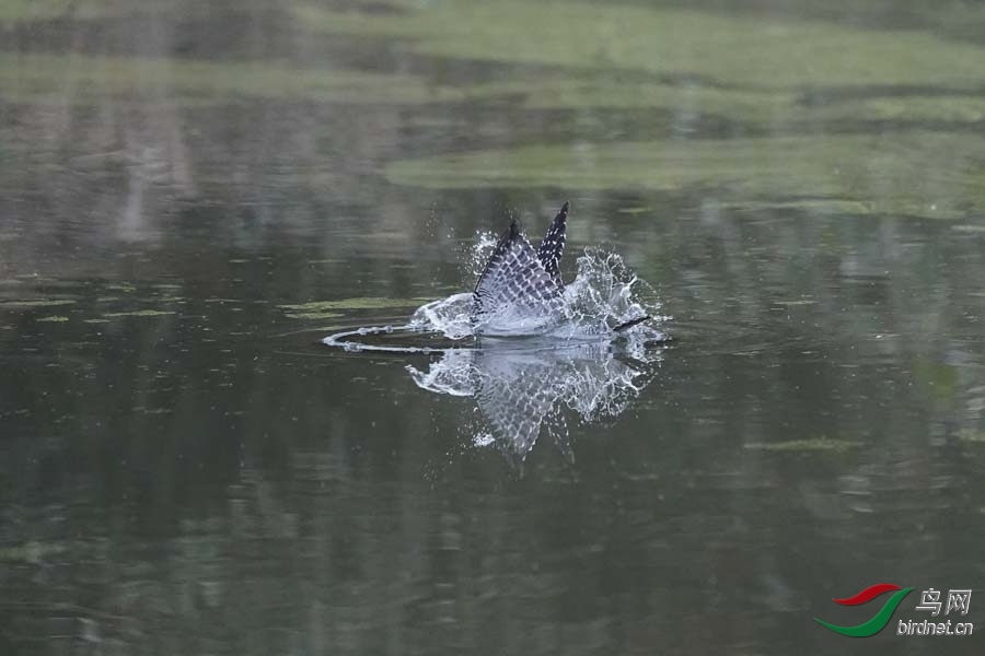 20180224-DSC00965-11 - ����.JPG