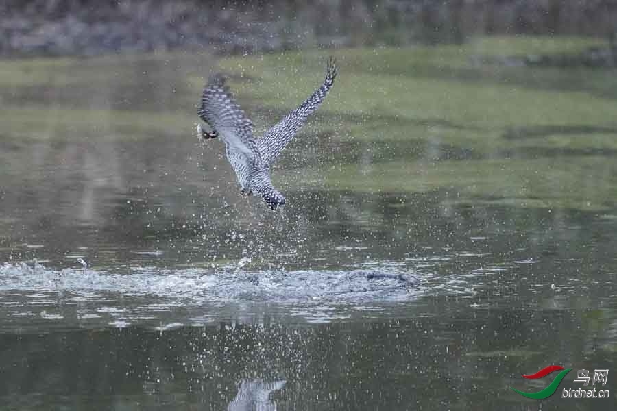 20180224-DSC00977-23 - ����.JPG