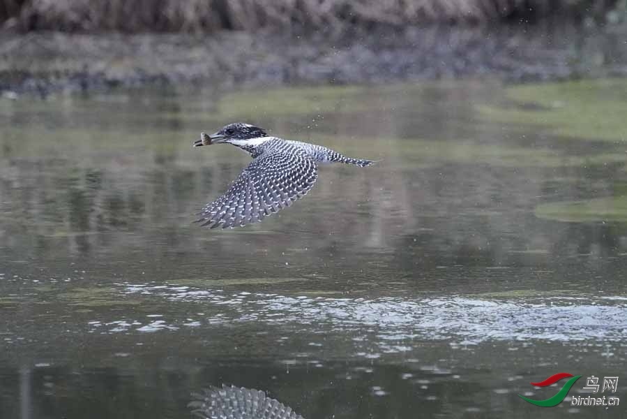 20180224-DSC00988-34 - ����.JPG