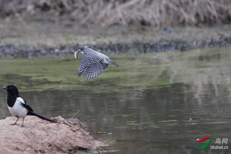 20180224-DSC00999-45 - ����.JPG