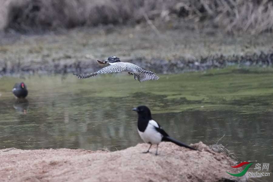 20180224-DSC01003-49 - ����.JPG