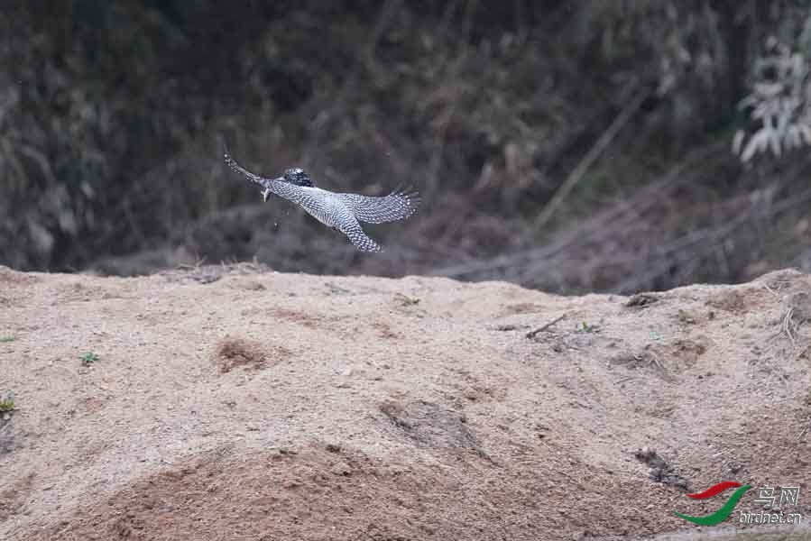 20180224-DSC01025-71 - ����.JPG