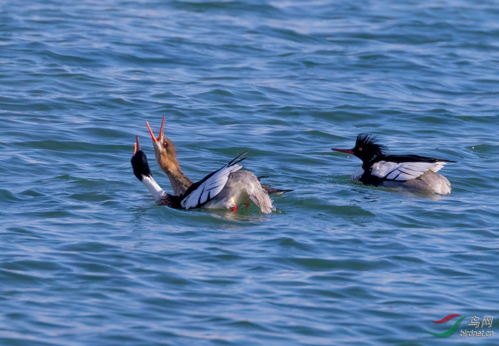 3S5A0625  ��ɳѼ_����.jpg