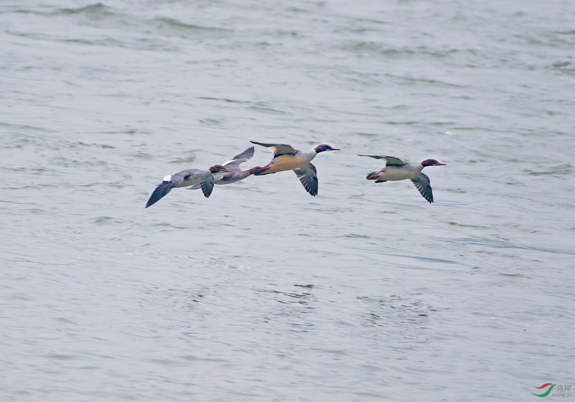 DSC_0029.jpg