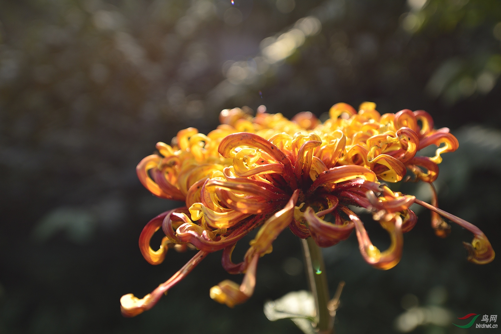 _D8A8165_11464a.jpg