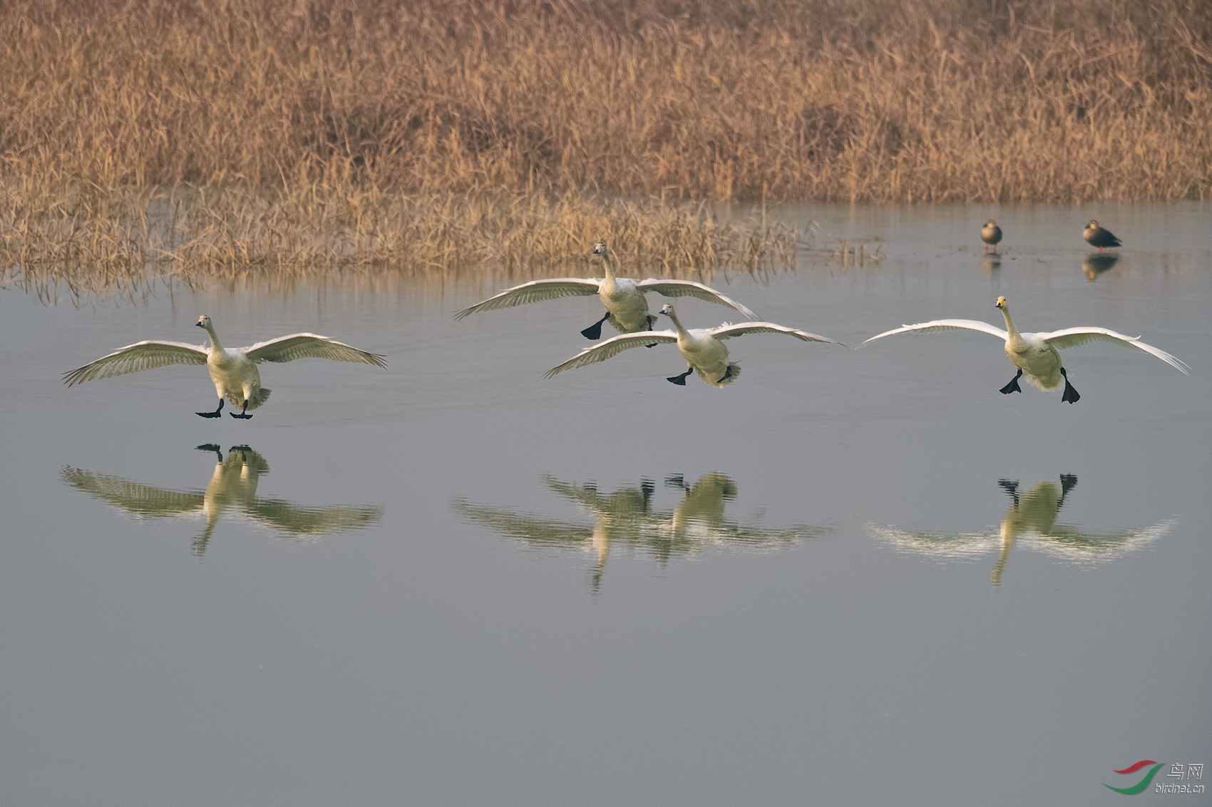 DSC_7067_11058a.jpg