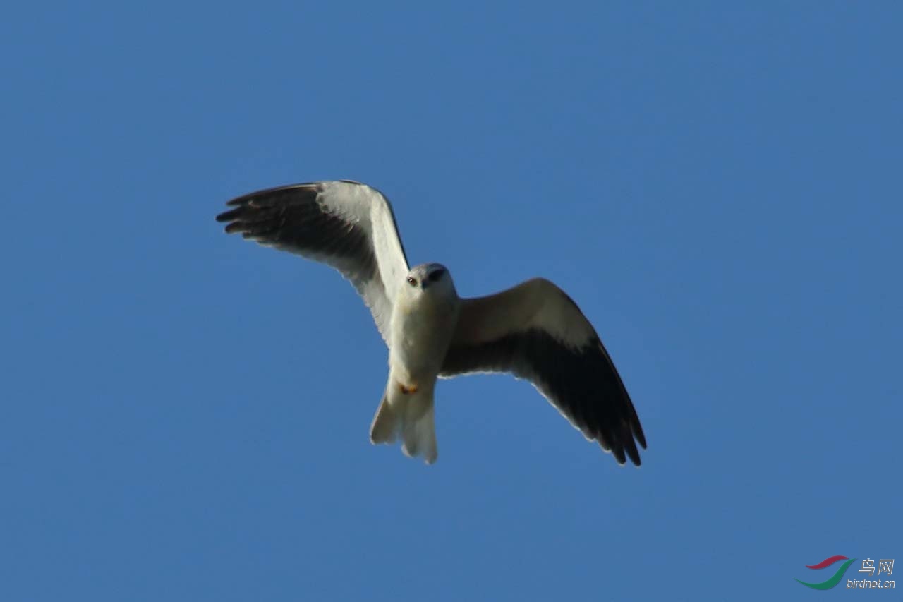 aIMG_1631.JPG