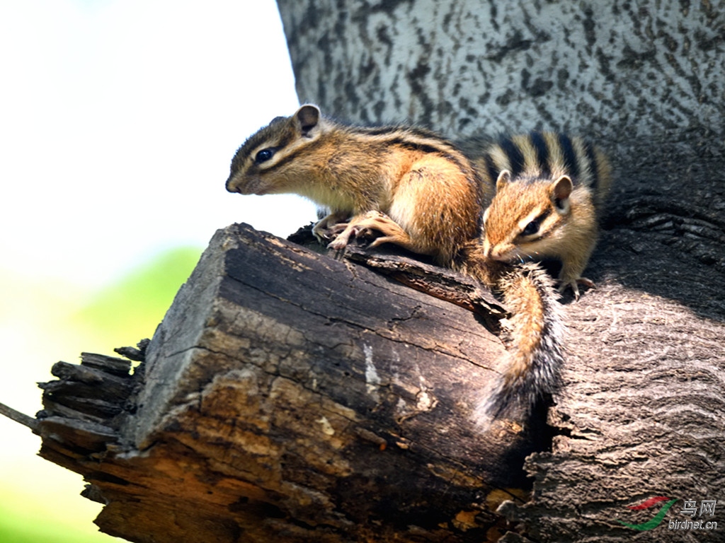 DSC_6351_00001_����.jpg