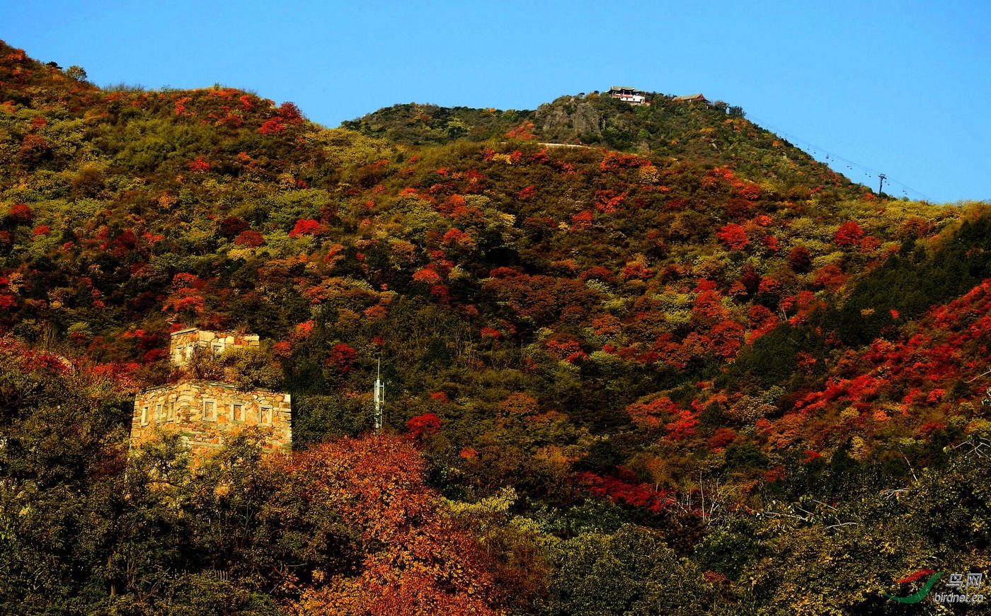 香山红叶