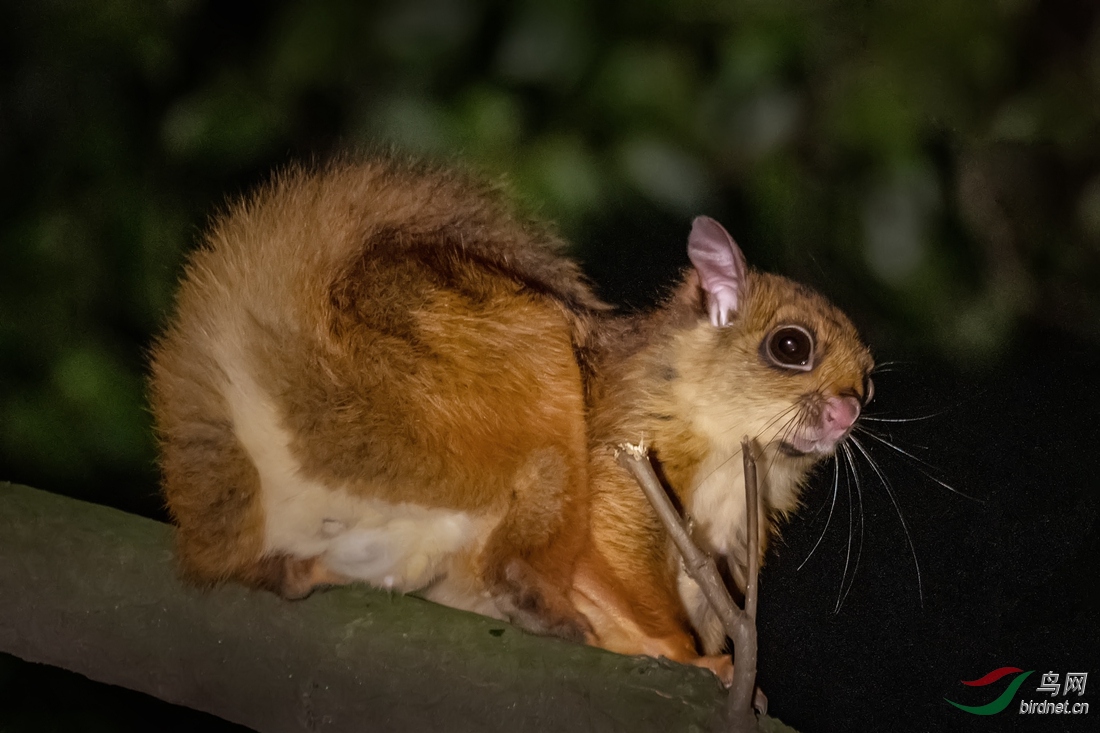 棕足鼯鼠图片