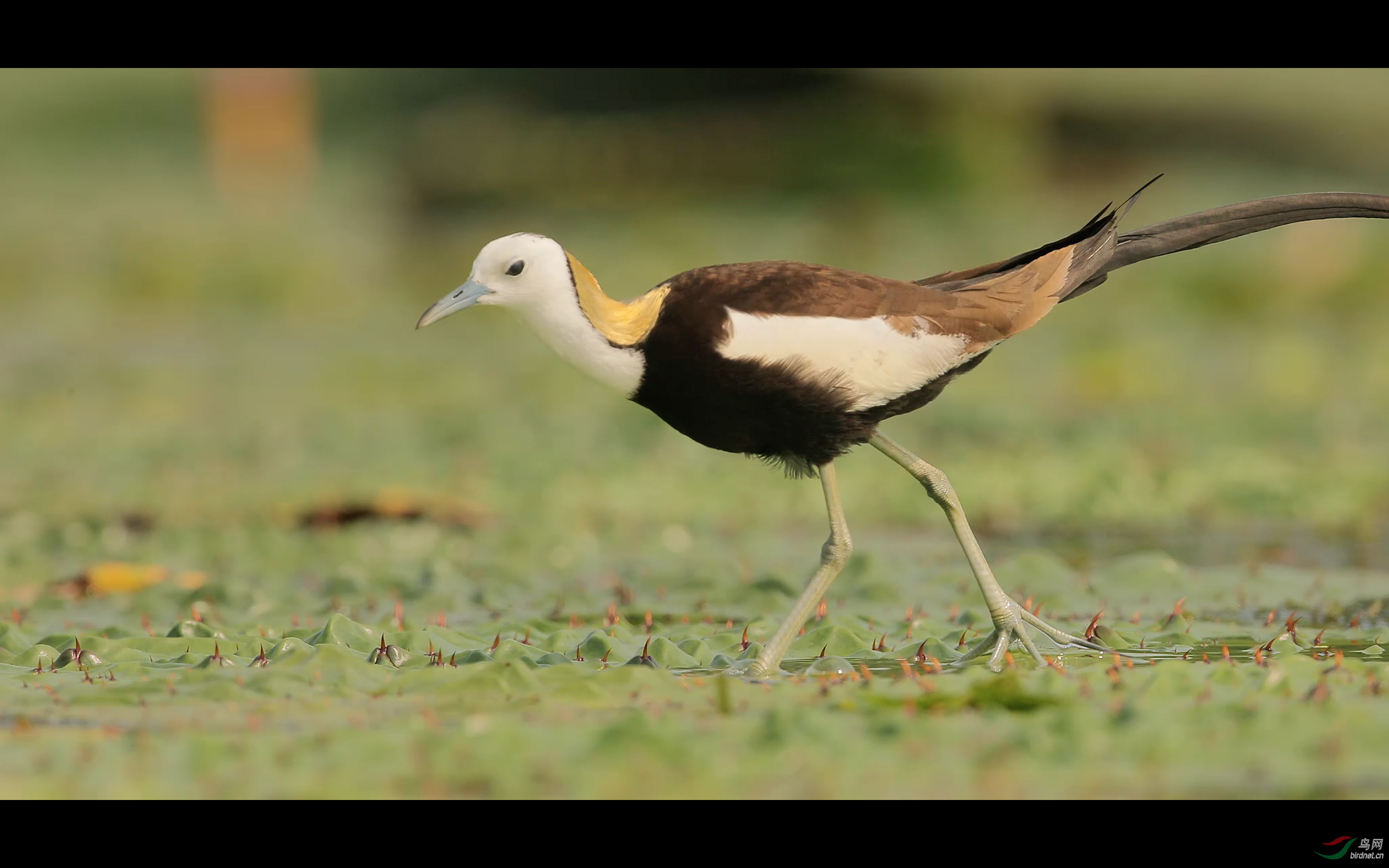 ��Ļ���� 2019-11-01 ����1.04.02.png